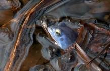 Moor frogs in springtime